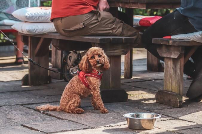 Best Sports Bars in Bristol - The Black Swan