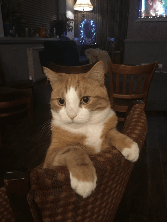 Best Sports Bars in Twickenham - The Bloomsbury Pub