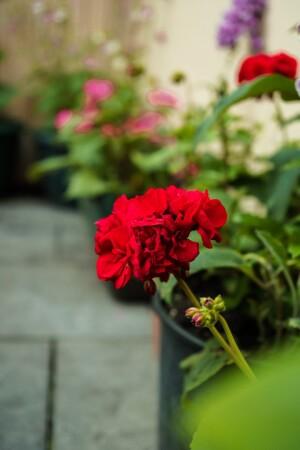 Best Sports Bars in Wrington - Golden Lion