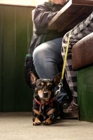 Beste Sportsbars in Waltham Abbey - Angel