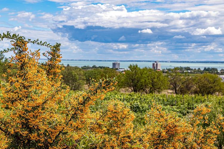 Tous les matchs de la Hongrie diffusés près de toi — ambiance garantie les soirs de match.